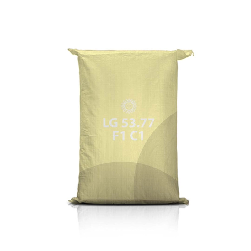 Słonecznik LG 53.77 F1 C1