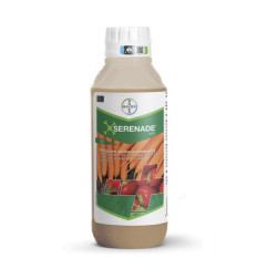 Serenade Aso
