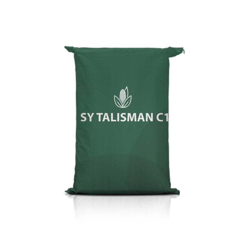 Kukurydza SY TALISMAN C1 Kukurydza SY TALISMAN C1