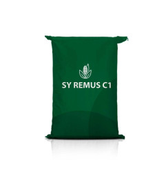 Kukurydza SY REMUS C1
