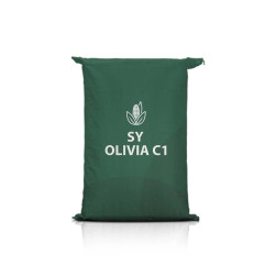 Kukurydza SY OLIVIA C1
