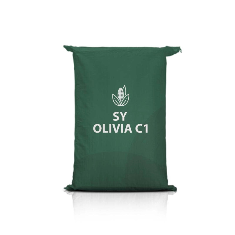 Kukurydza SY OLIVIA C1 Kukurydza SY OLIVIA C1
