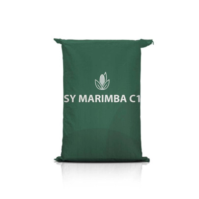 Kukurydza SY MARIMBA C1
