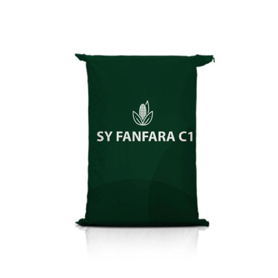 Kukurydza SY FANFARA C1