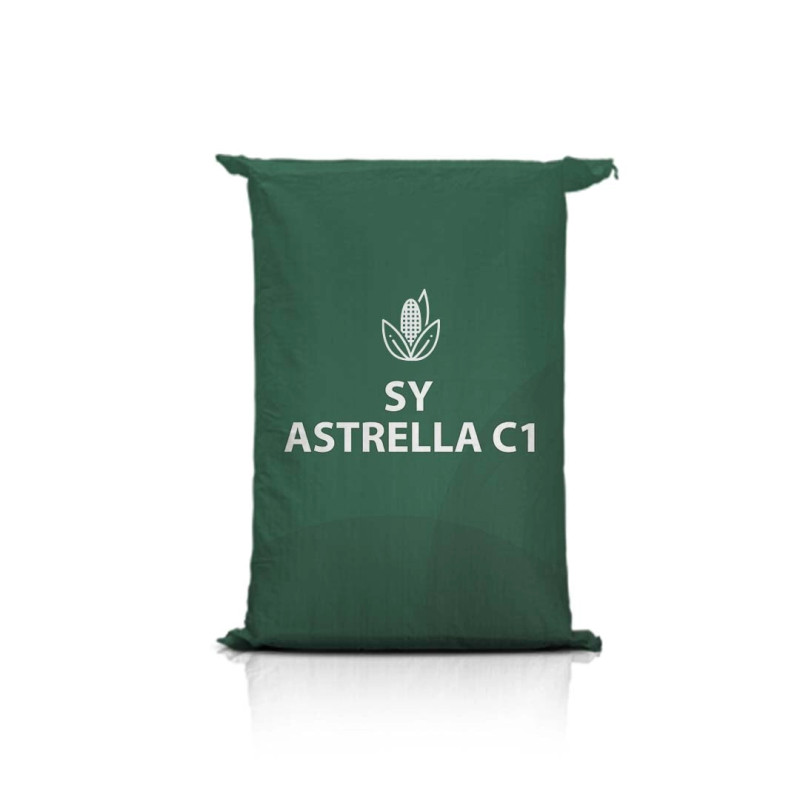 Kukurydza SY ASTRELLA C1 Kukurydza SY ASTRELLA C1