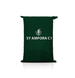 Kukurydza SY AMFORA C1