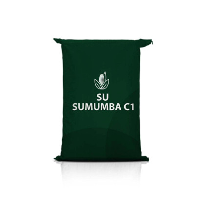 Kukurydza SU SUMUMBA C1