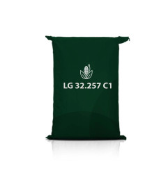 Kukurydza LG 32.257 C1