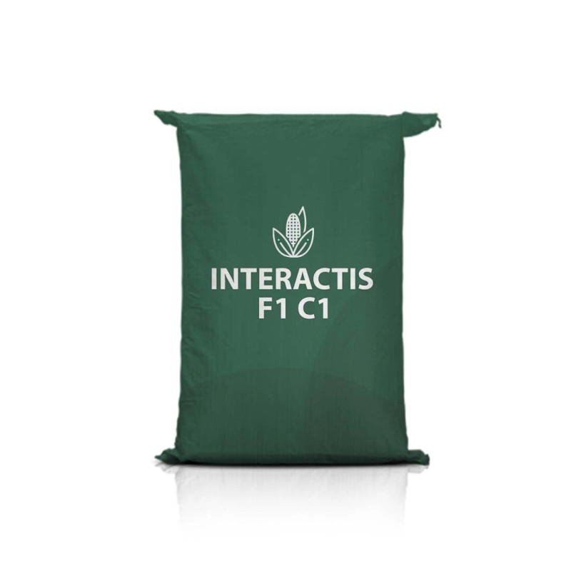 Kukurydza INTERACTIS F1 C1