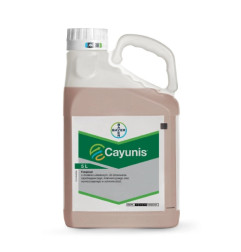 Cayunis