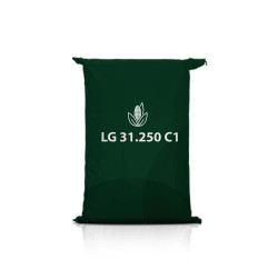 Kukurydza LG 31.250 C1