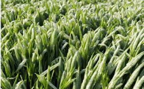 Zaprawa Rhizo Seeds